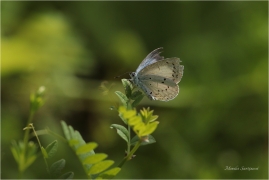 <p>MODRÁSDEK KRUŠINOVÝ (Celastrina argiolus) Slovenský ráj ---- /Holly blue - Faulbaum-Bläuling/</p>